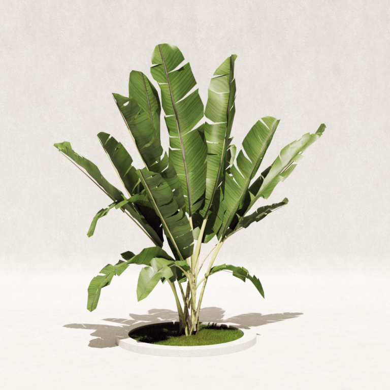 Bananeira Ornamental
