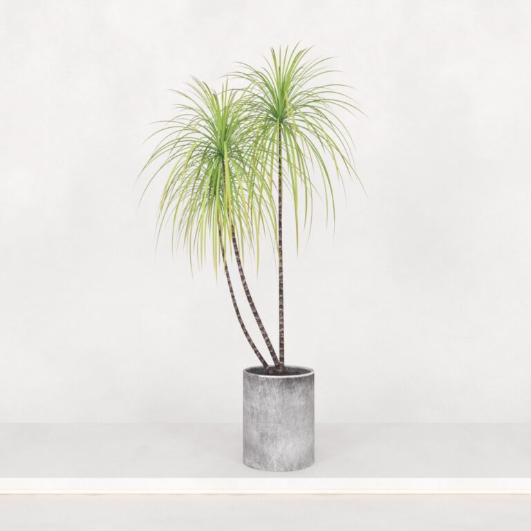 C3D - Vaso de Piso Dracena Marginata