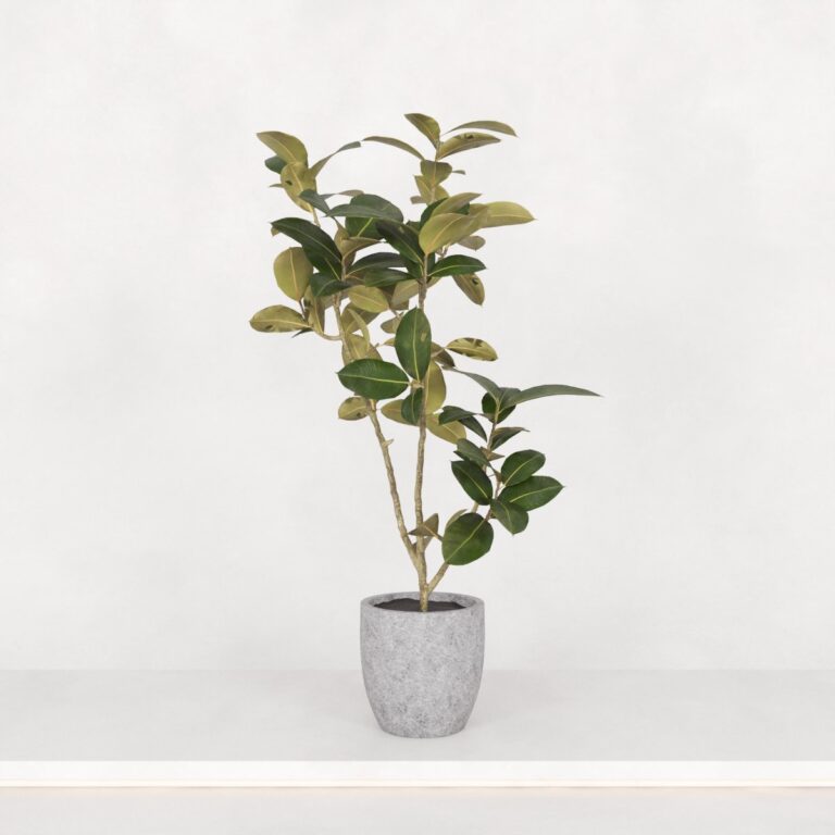 C3D - Vaso de Piso Ficus - Elastica