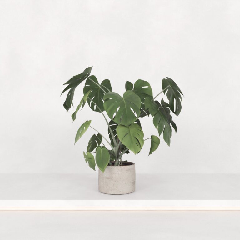 C3D - Vaso de Piso Monstera